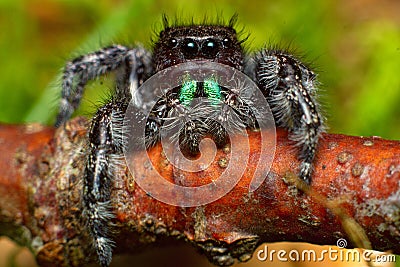 Phidippus audax Red Twig Stock Photo