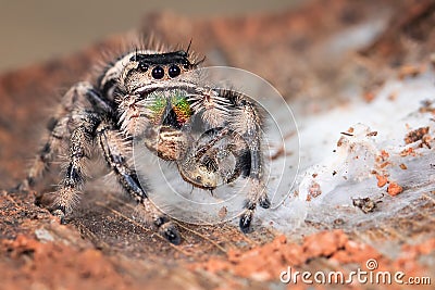 A Phidippus Regius female is eating the other small jumping spider Stock Photo