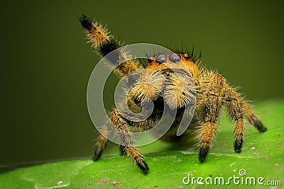 Phidippus regius female jumping spider in Rock pose Stock Photo