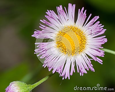 Philadelphia Fleabane (Erigeron philadelphicus) Stock Photo