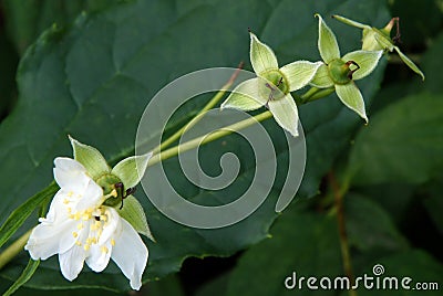 Philadelphus flowers and pods Stock Photo