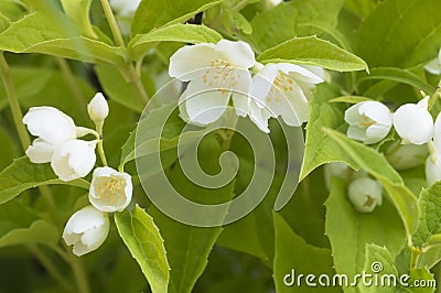 Philadelphus mock-orange, flowering in a summer garden Stock Photo