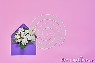 Philadelphus or mock-orange flowers in violet envelope on pink pastel background. Flat lay of Birthday, Mothers Day, bachelorette Stock Photo