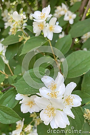 Philadelphus mock-orange in nature Stock Photo