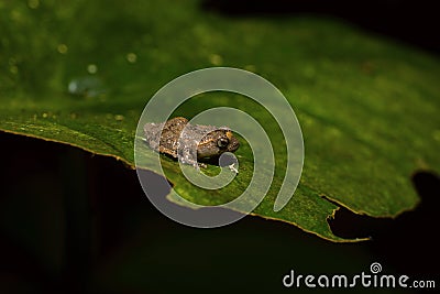 Philautus sp., genus of shrub frogs. Kivikha Stock Photo