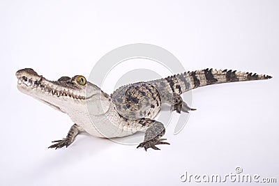 Philippine crocodile,Crocodylus mindorensis Stock Photo