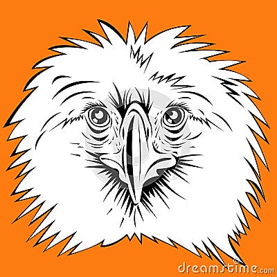 Philippine eagle Vector Illustration