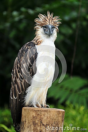 Philippine Eagle Stock Photo