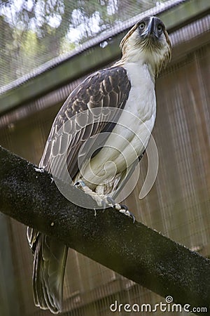 The Philippine eagle (Pithecophaga jefferyi) Stock Photo