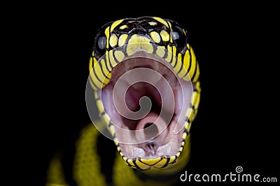 Philippine gold ringed snake Boiga dendrophila latifasciata Stock Photo