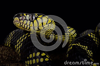 Philippine gold ringed snake Boiga dendrophila latifasciata Stock Photo