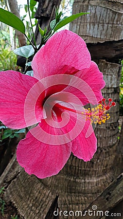 Philippine Gumamela Flower Near a Coconut Tree Stock Photo