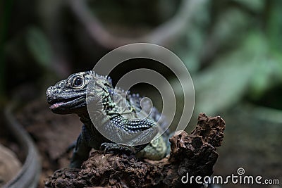 Philippine sailfin lizard, Philippine sailfin lizard is smiling, photo of lizard on a piece of wood, lizard laughs photo Stock Photo