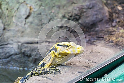 Philippine water monitor Stock Photo