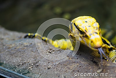 Philippine water monitor Stock Photo