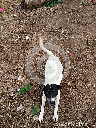 Philippine white and black dog Stock Photo