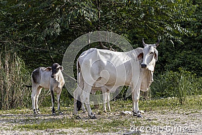 Filipino white cow with a small calf! Stock Photo