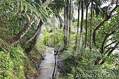 Philippines jungle hike Stock Photo