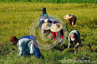 Philippines, Mindanao, Harvesting Rice Editorial Stock Photo