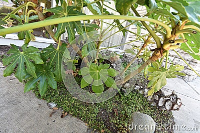 Philodendron with a bed of baby tears, 6. Stock Photo