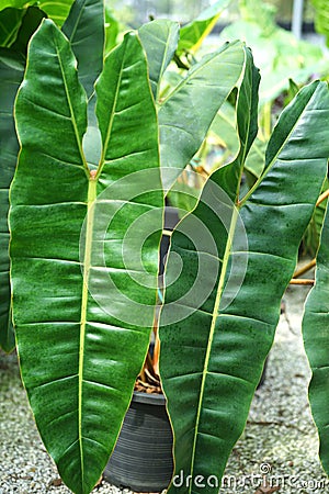 Philodendron Billietiae in the garden Stock Photo