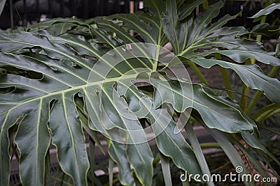 Philodendron bipinnatifidum close up Stock Photo