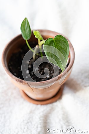 Philodendron brandiatum house plants growing in a terracotta pot Stock Photo