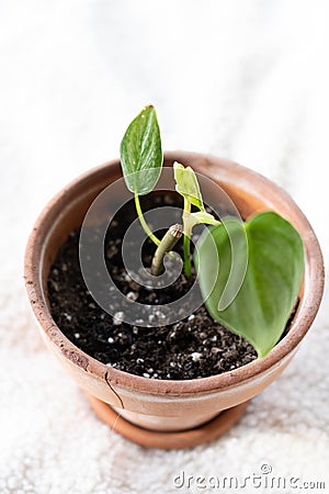 Philodendron brandiatum house plants growing in a terracotta pot Stock Photo