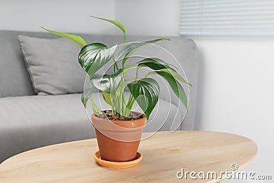 Philodendron Dragon Tail Stock Photo