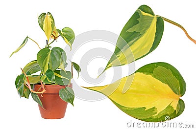 Philodendron hederaceum var. oxycardium syn. Philodendron scandens isolated on white background Stock Photo