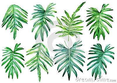 Philodendron leaf, hand drawn watercolor tropical plants set. Exotic palm leaves, botany plant elements. monstera plant Cartoon Illustration
