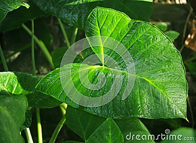 Philodendron Leaf Stock Photo