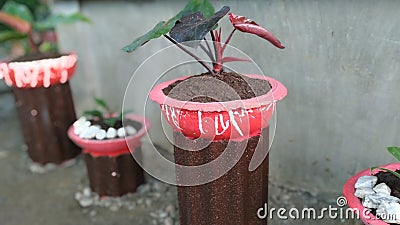 Philodendron pink princess Stock Photo