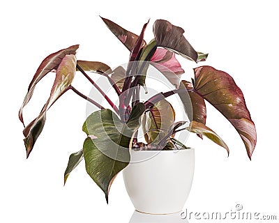 Philodendron Pink Princess plant, Philodendron Erubescens leaves, isolated on white background, with clipping path Stock Photo