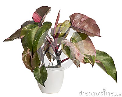 Philodendron Pink Princess plant, Philodendron Erubescens leaves, isolated on white background, with clipping path Stock Photo