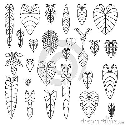 Philodendron species leaf line icons set Vector Illustration