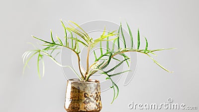 Philodendron Tortum plant with palm like leaves Stock Photo