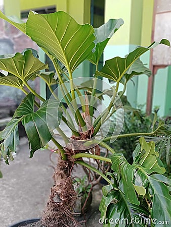 Philodendron is a type of plant from the Araceae tribe, which has many species Stock Photo