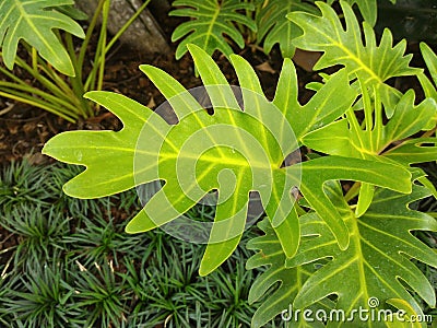 Philodendron Xanadu Leaf Stock Photo