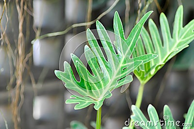 Philodendron Xanadu, Philodendron xanadu Croat or Mayo and J Boos Stock Photo