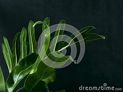 Philodendron xanadu plant leaf the tropical Stock Photo