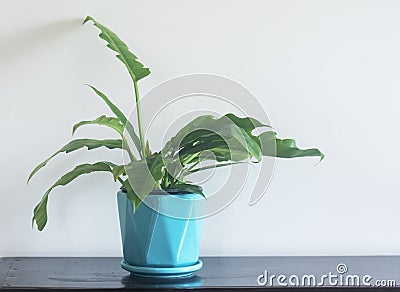 Philodendron Xanadu ; a young plant Stock Photo