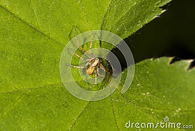 philodromid crab spider on the leaf of AlchemÃ­lla Stock Photo