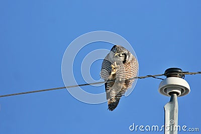 Philosopher Northern Hawk Owl Stock Photo