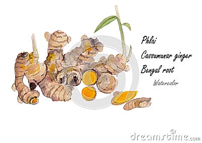 Phlai,Cassummunar ginger .Hand drawn watercolor painting on white background.Vector illustration Vector Illustration