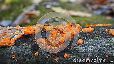 Phlebia radiata fungus Stock Photo