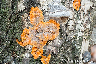 Phlebia radiata, wrinkled crust orange fungus on tree trunk Stock Photo