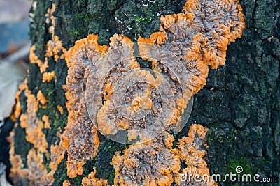 Phlebia radiata, wrinkled crust orange fungus on tree trunk Stock Photo