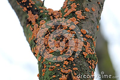 Phlebia radiata or Wrinkled crust on trunk of dead rowan Stock Photo