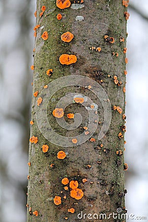 Phlebia radiata or Wrinkled crust on trunk of dead rowan Stock Photo